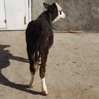 گوساله ماده|حیوانات مزرعه|بیلوار, |دیوار