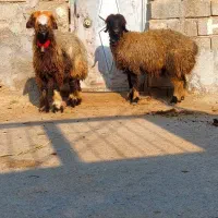 میش بره دار