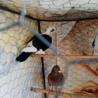 المانی|پرنده|رامیان, |دیوار