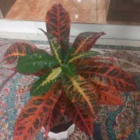 گل کرتون سرحال