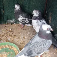 فروش کفتر