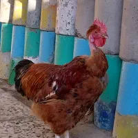 دوعدد خروس بالغ