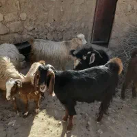 بز داشتی|حیوانات مزرعه|کوهدشت, |دیوار