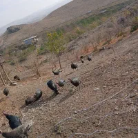 فروشی هم عمده هم خرده