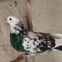 کبوتر پرشی|پرنده|اصفهان, سلطان‌آباد|دیوار