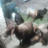 میش بره دار بره بزرگ