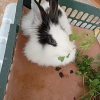 خرگوش نرمینیاتوری|موش و خرگوش|مهاباد (آذربایجان غربی), |دیوار