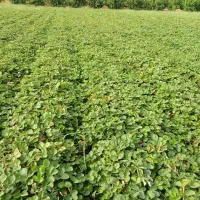 نهال توت فرنگی کاماروس پایه کوتاه،باردهی عالی