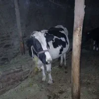 فروش گاو و گوساله