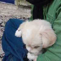 به دلیل نداشت جا