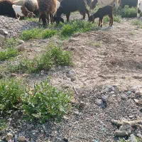 بزچاوش بزغاله