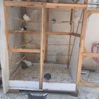 لانه کبوتر