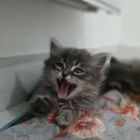 بچه گربه|گربه|اردبیل, |دیوار