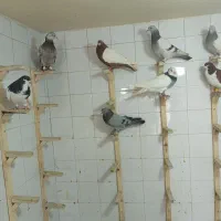 کفتر
