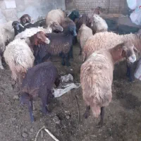 8 میش 1قوچ 5بره