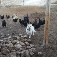 تخم‌مرغ