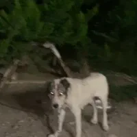 سگ ماده ۴ساله نژاد آلابای ایرانی .واسه نگهبانی