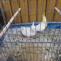 جفت عروس هلندی مولد