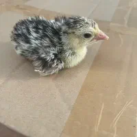 جوجه بوقلمون  برنز نژاد درشت کرج شو