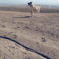 سگ گله|سگ|خواجه, |دیوار