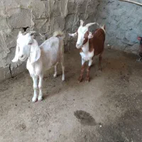 دو عدد کهره نر و ماده