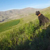 سگ  گوسفند ی یک  ساله