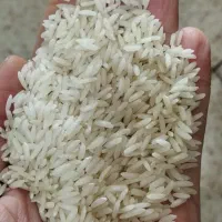 برنج کشت دوم امراللهی طعم سلطنتی مخصوص خاصپسندان|خوردنی و آشامیدنی|آمل, |دیوار