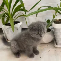 گربه اسکاتیش|گربه|شیراز, تپه تلویزیون|دیوار