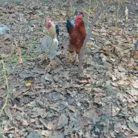 تعداد 3عدد خروس