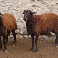 ذبح و تهیه انواع دام