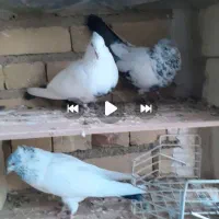 کفتر|پرنده|سردرود, |دیوار