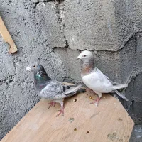 پرنده کبوتر