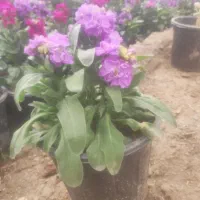 گل شب بو گلدانی