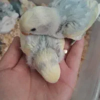 کوتوله برزیلی سرلاکی