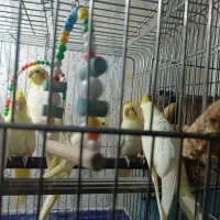 عروس هلندی آلبینو نر ولوتینو مولد وتکی|پرنده|بندرعباس, |دیوار