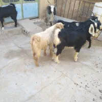 فروش حیوان|حیوانات مزرعه|بوشکان, |دیوار