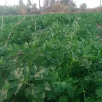 سبزی خورشی قیمت توافقی