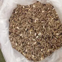 قناری ماده موزاییکی و رد فاکتور|پرنده|تربت‌حیدریه, بالا ولایت|دیوار