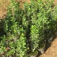 شمشاد طلایی در چند سایز