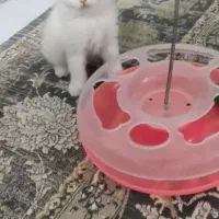 گربه نژاد دار