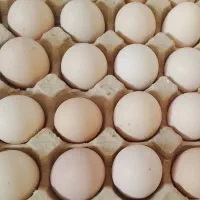 تخم مرغ محلی