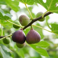 نهال زیتون اصلاح‌شده با برداشت سریع از سال اول|خدمات باغبانی و درختکاری|شیراز, سیاه سنگ|دیوار