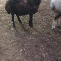 شیشک ۱۸ ماه چاق بختیاری ترکمنی|حیوانات مزرعه|کلاله, |دیوار