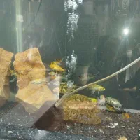 کوی و پنکوسی چوبی