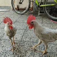 خروس