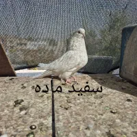 کبوتر . طوقی .دم سفید.سفید نوک ریز|پرنده|خمینیشهر, |دیوار