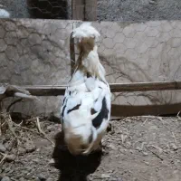 مرغ|حیوانات مزرعه|لنجان, |دیوار