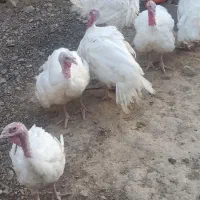 بوقلمون گوشتی ارگانیک وزن نه تا دوازده کیلو