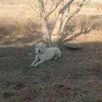 توله سگ|سگ|رزن, |دیوار