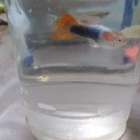 ماهیگوپی|ماهی|یزد, |دیوار